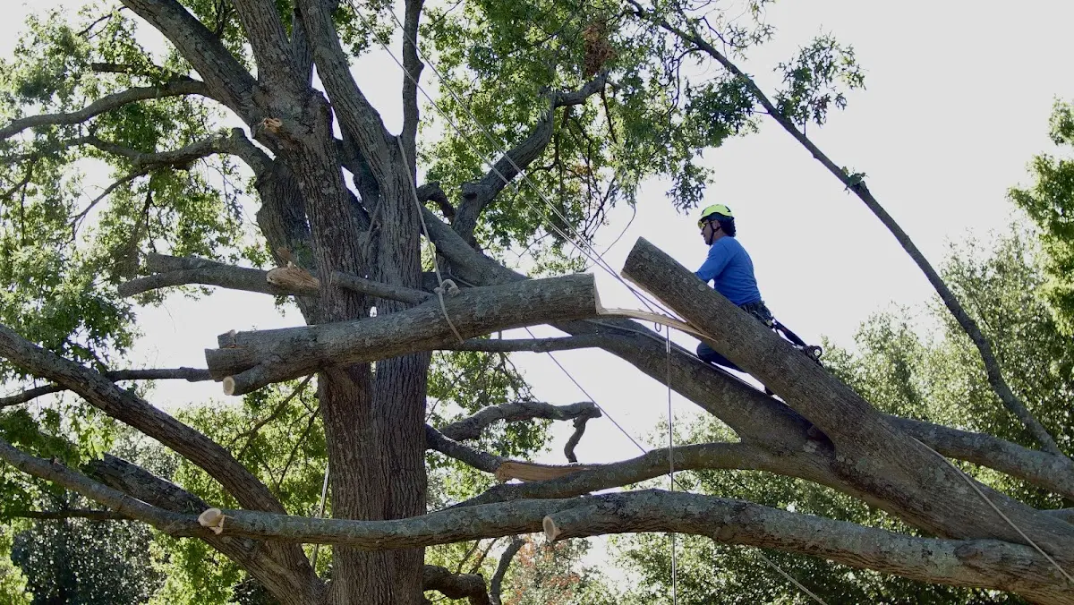Professional Crown Thinning performed by certified arborists in Putnam